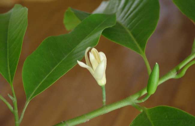 白兰花叶子发黄解决办法？