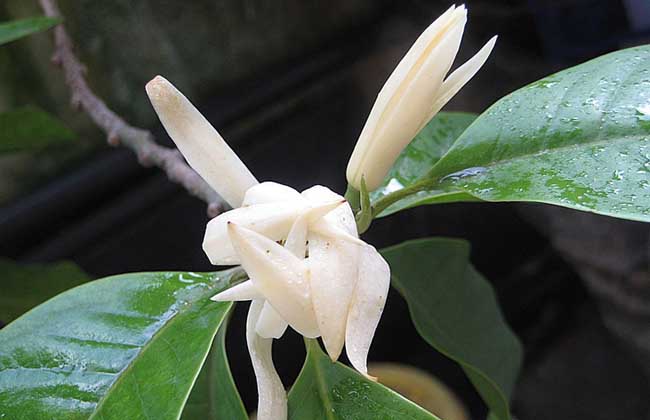 白兰花叶子发黄解决办法？