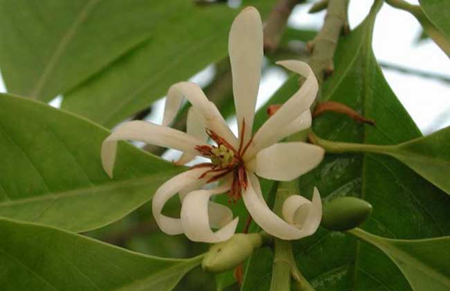 白兰花叶子发黄解决办法？