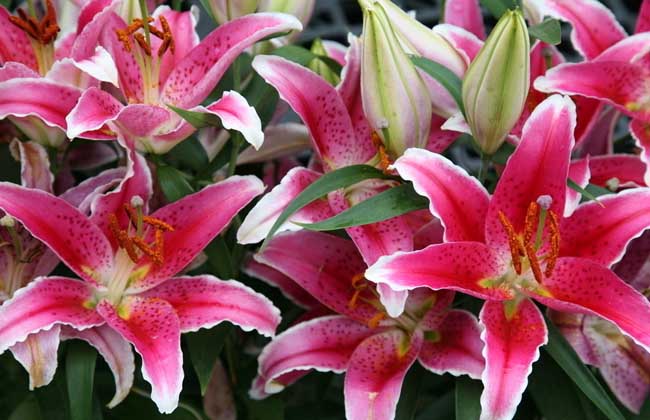 盆栽百合花怎么养？