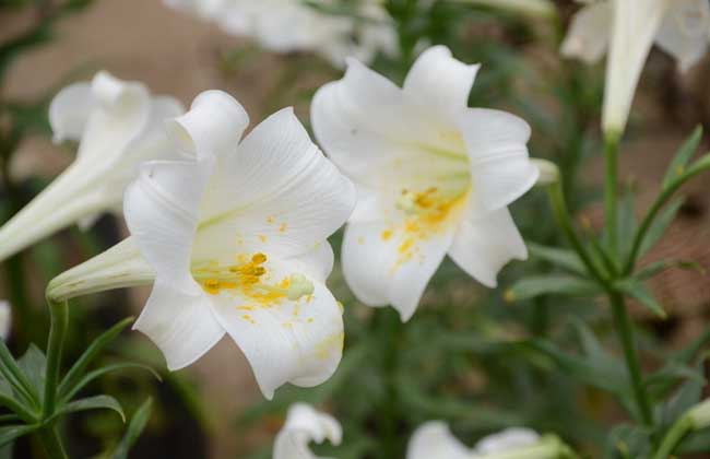 盆栽百合花怎么养？