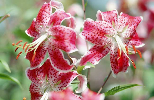 盆栽百合花怎么养？