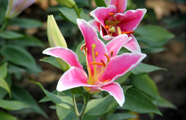 百合花的花期是啥时候？