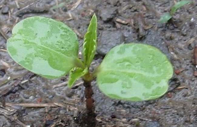 凤仙花的播种繁殖办法