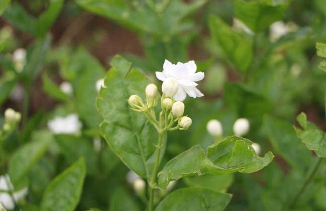 茉莉花的修剪办法