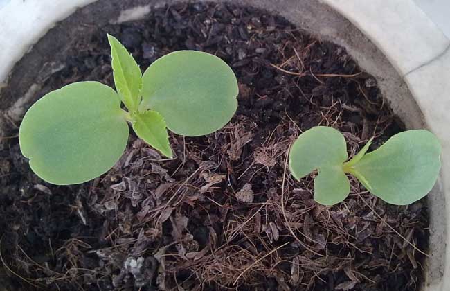 凤仙花的生长流程图解