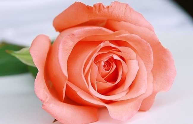 粉色玫瑰代表什么_粉色玫瑰11朵代表什么_19朵粉色玫瑰代表什么