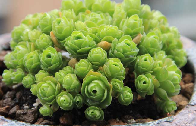 山地玫瑰的花语是啥？