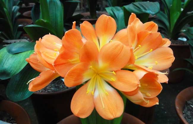 君子兰开花时间