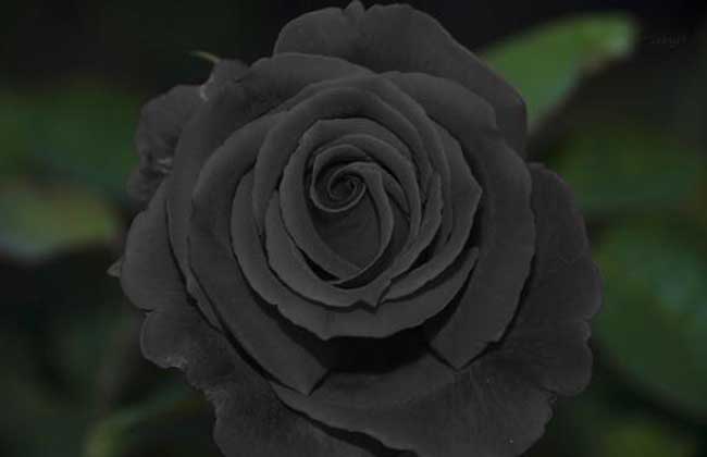 黑玫瑰花语是啥?