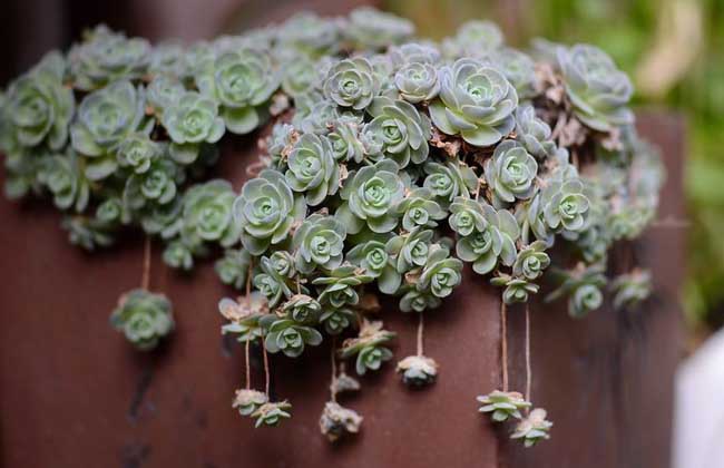 多肉植物什么时候浇水？