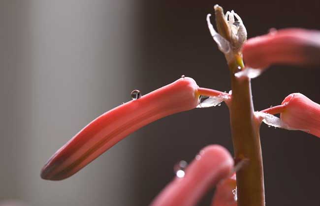 芦荟开花怎么样？