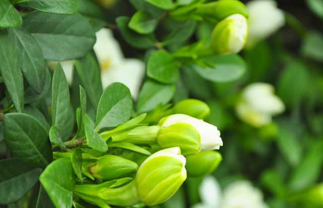 栀子花什么时候开？