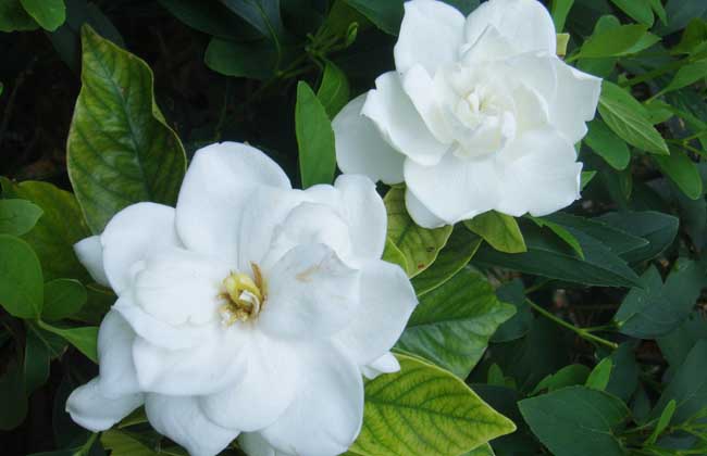 栀子花什么时候开？