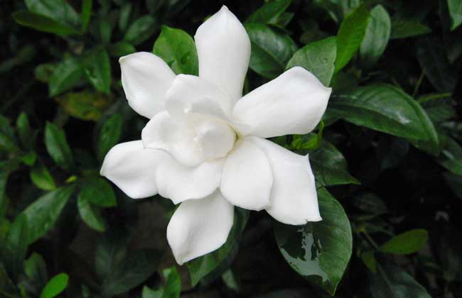 栀子花什么时候开？