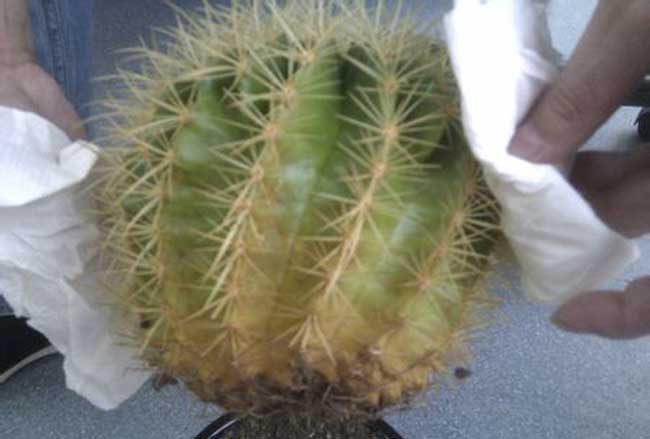 仙人球发黄的原因有哪些?