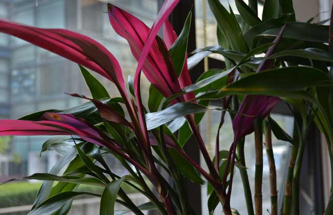 富贵竹养殖的注意些什么