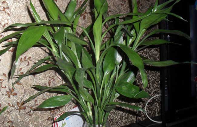 富贵竹养殖的注意些什么