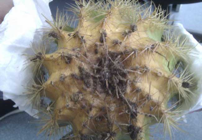 仙人球发黄的原因有哪些?