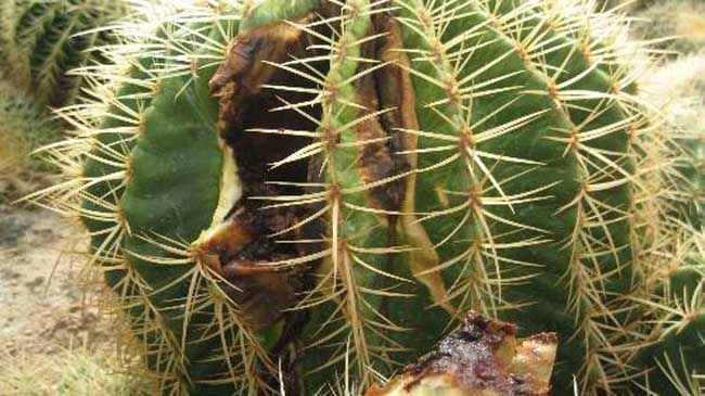 仙人球发黄的原因有哪些?