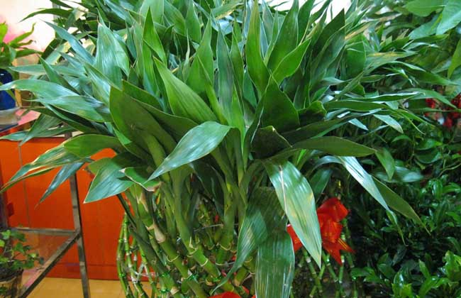 富贵竹养殖的注意些什么