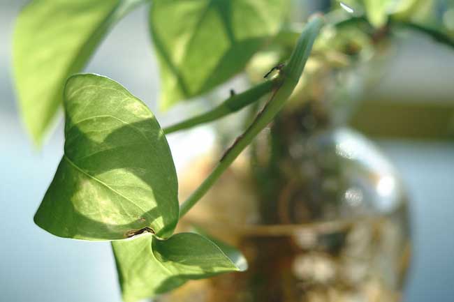 绿萝叶子有黑斑解决办法？