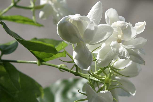 茉莉花花语和传说