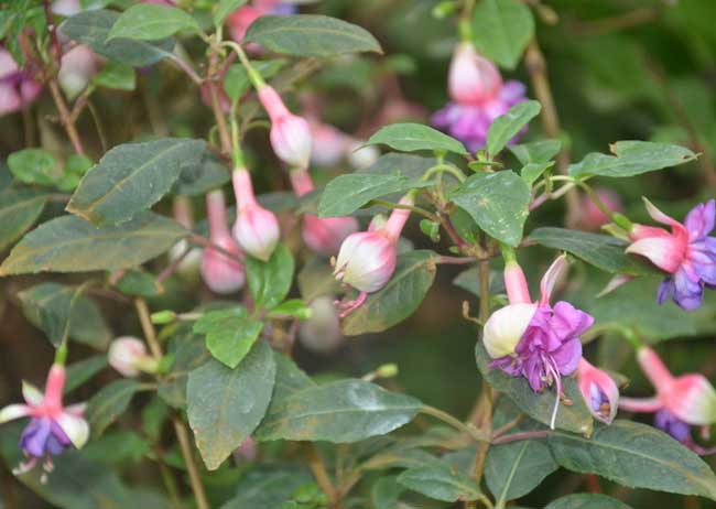 倒挂金钟的养殖办法