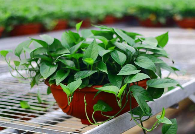 绿萝花语是啥？