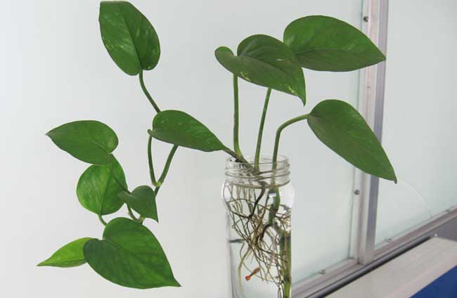 绿萝花语是啥？