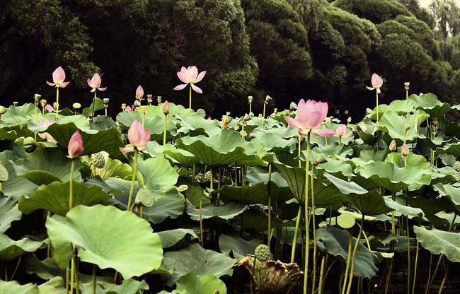 荷花的象征意义有哪些？