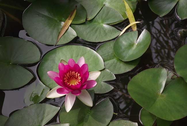 荷花的象征意义有哪些？