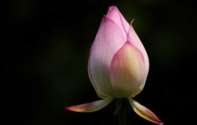 荷花的象征意义有哪些？