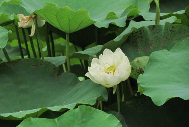 荷花的象征意义有哪些？