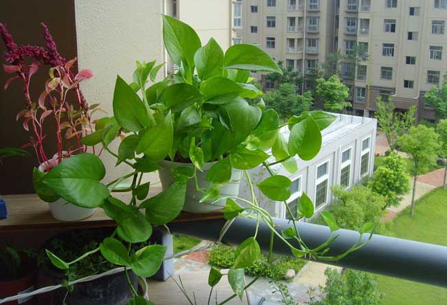 水培绿萝的养殖办法和注意些什么