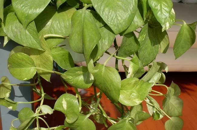 水培绿萝的养殖办法和注意些什么