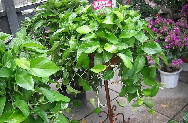 水培绿萝的养殖办法和注意些什么