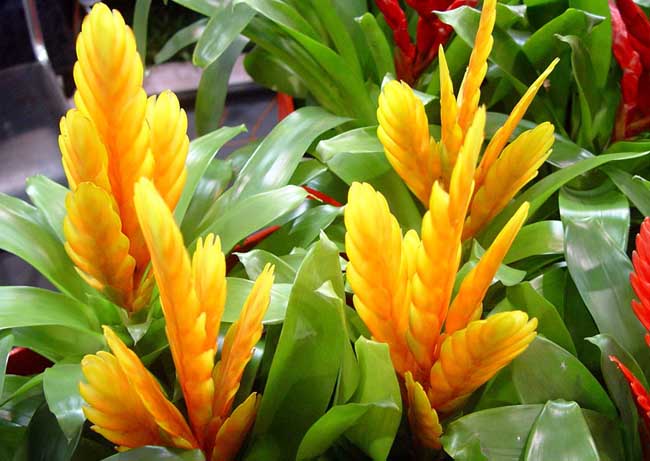 凤梨花的养殖办法