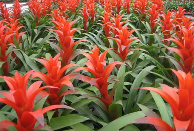 凤梨花的养殖办法