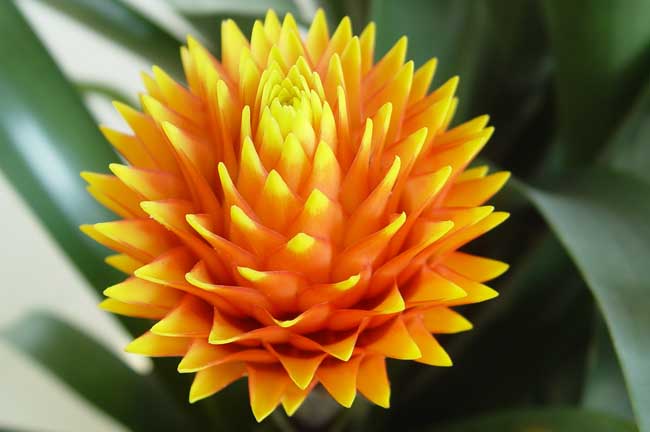 凤梨花的养殖办法