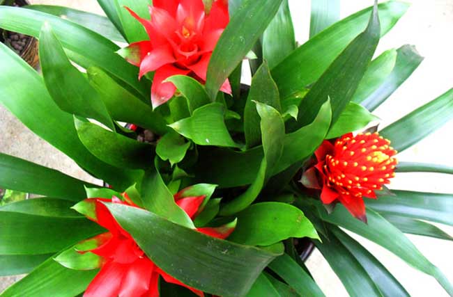 凤梨花的养殖办法