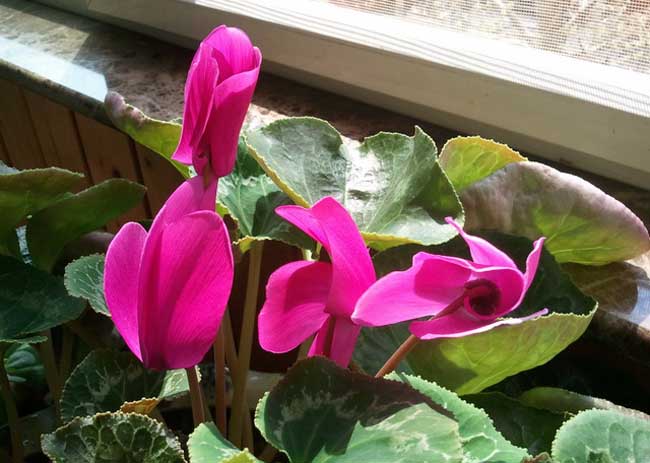 仙客来的花语是啥？