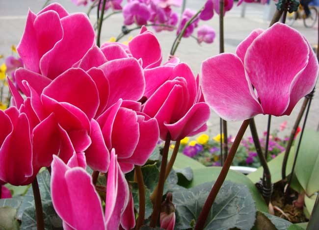 仙客来的花语是啥？