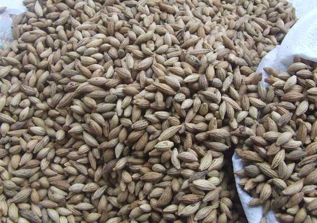 桂花种子的种植办法