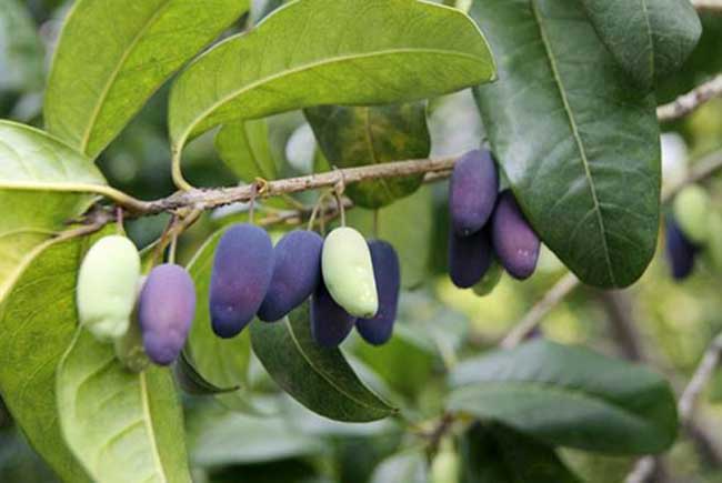 桂花种子的种植办法