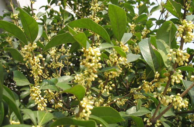 桂花种子的种植办法