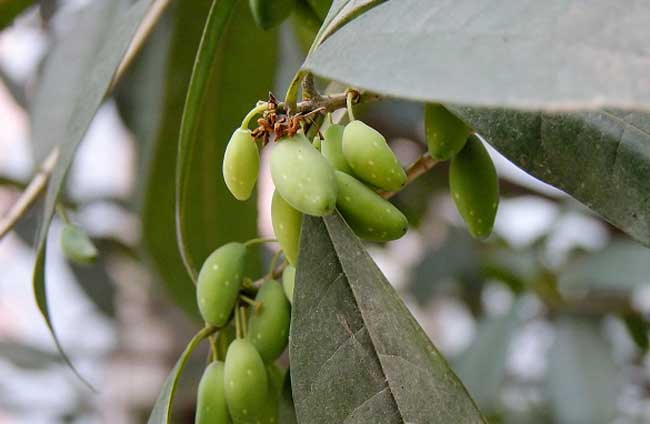 桂花种子的种植办法