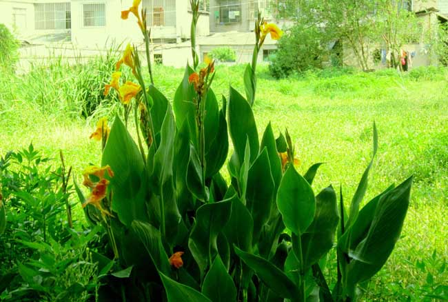 美人蕉有毒吗？