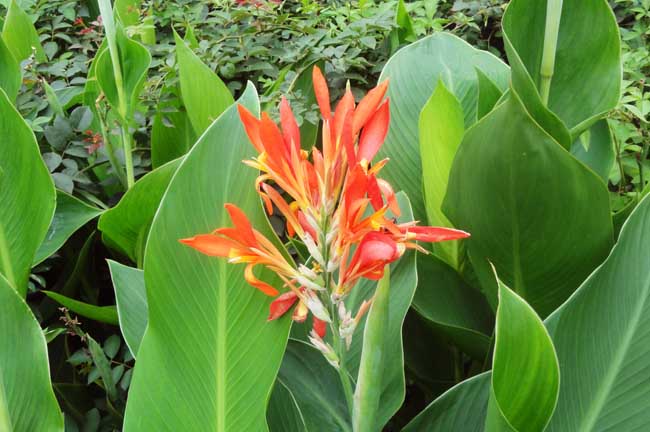 美人蕉的花语是啥？