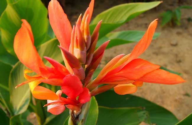 美人蕉的花语是啥？